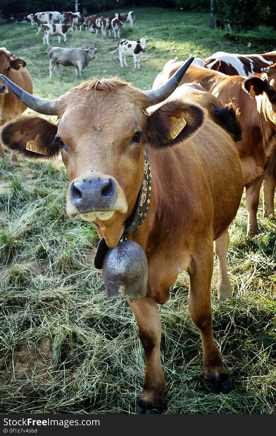 Brown Cow