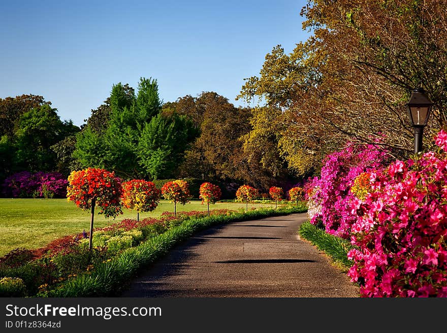 Gray Concrete Pathway Besides Pink Flower during Day