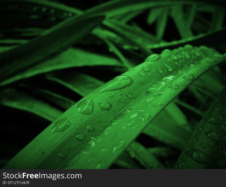 Leaves With Dew Drops