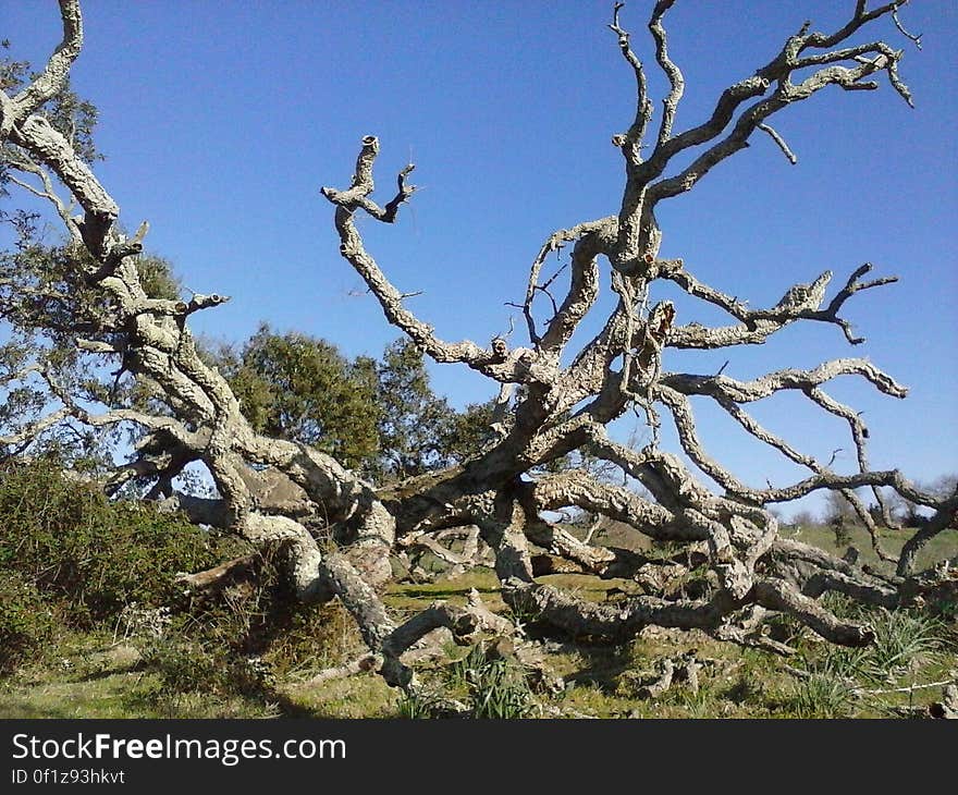 A dried tree in the wild. A dried tree in the wild.