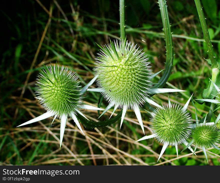 A close up of Eryngo thistle or holly flowers in the meadow. A close up of Eryngo thistle or holly flowers in the meadow.