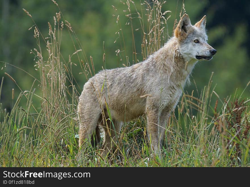 Gray and White Wolf on Grass Field Looking during Daytime