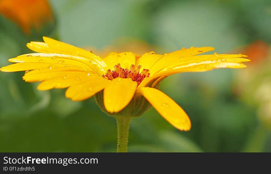 Shallow Photography of Yellow Petaled Flowers