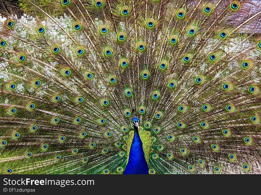 Close-up of Peacock Feathers