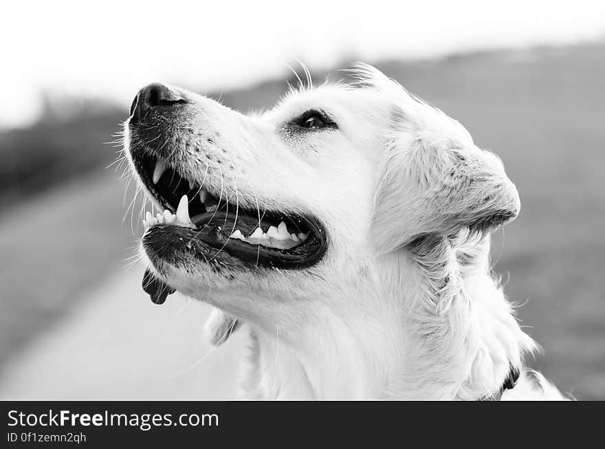 Golden Retriever Greyscale Photography