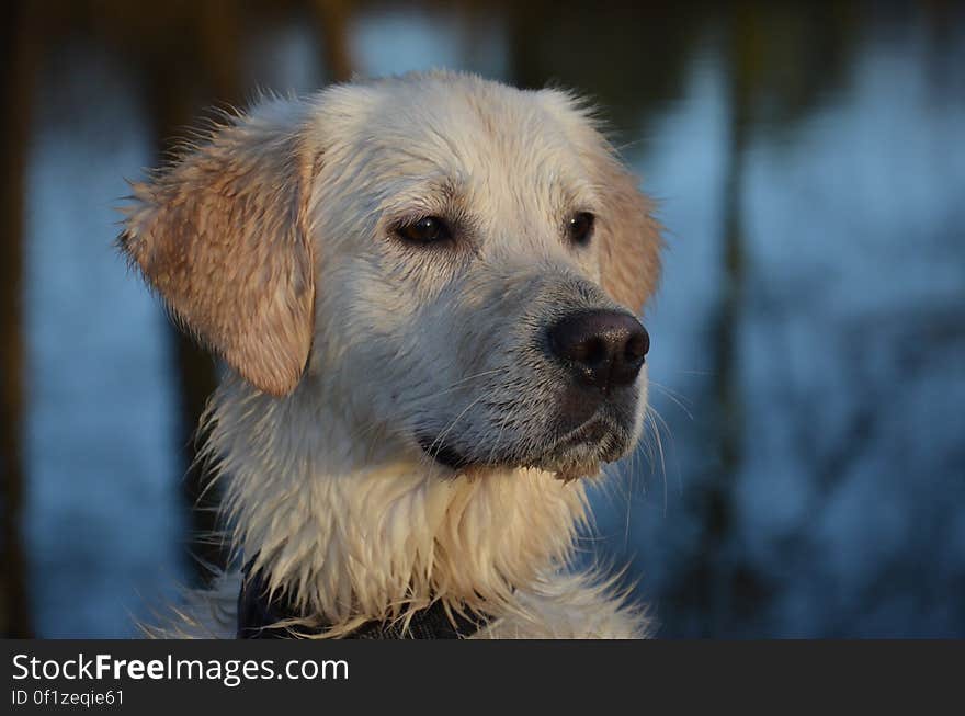 Selective Color Photography of White and Tan Short Coat Dog