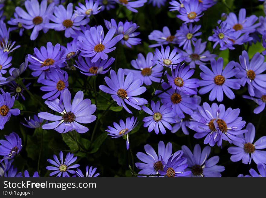 A background of blooming violet flowers.