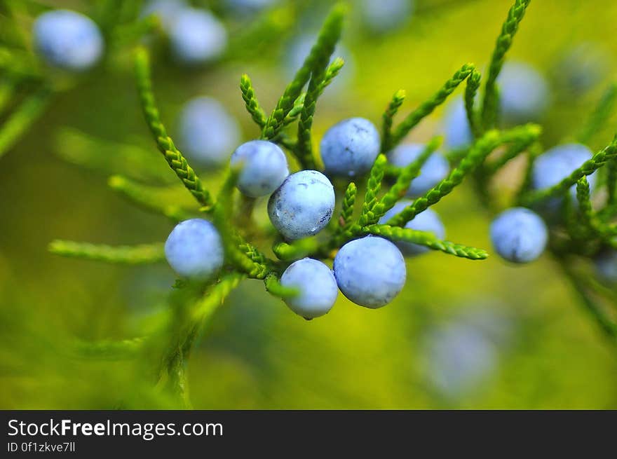 Purple and Green Round Fruit during Daytime