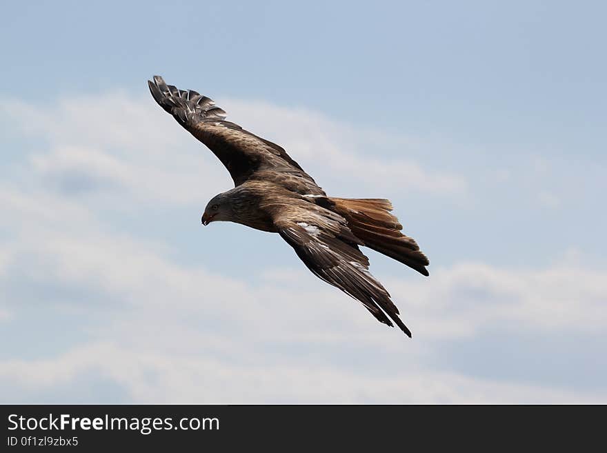 Brown and Grey Eagle