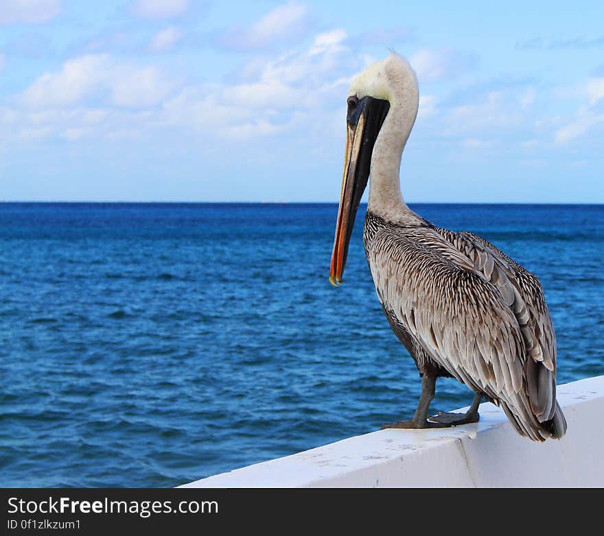 A pelican standing on a railing at the sea. A pelican standing on a railing at the sea.