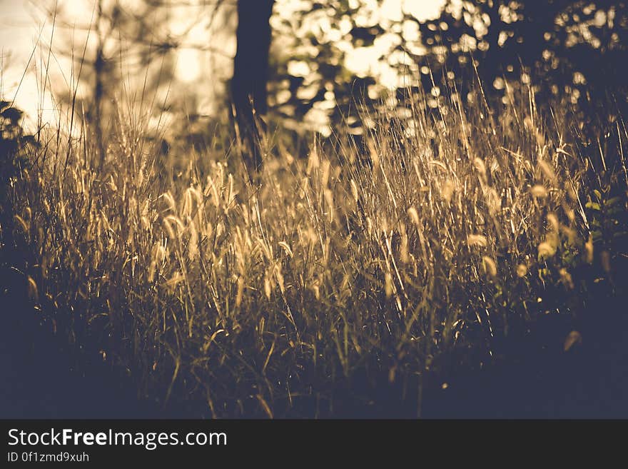 A wild meadow with grass plants in the sunlight. A wild meadow with grass plants in the sunlight.