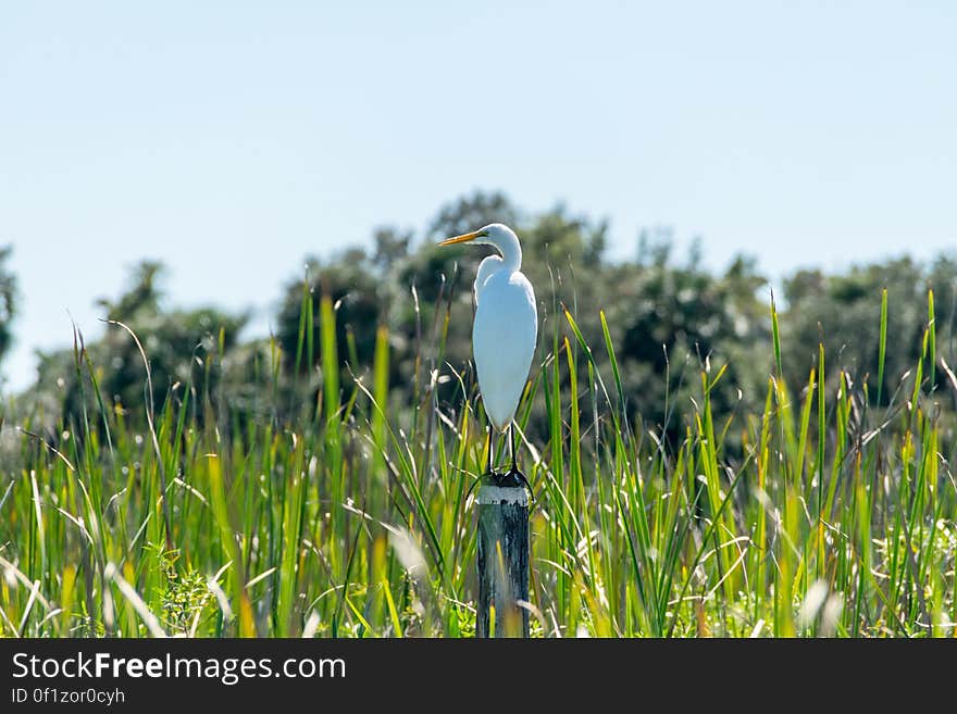 White and Yellow Bird on Pole Beside Grasses during Daytime