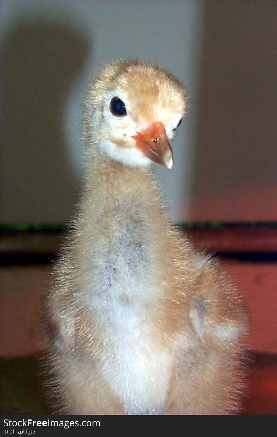 A 5-day old whooper. He can already catch crickets &#x28;though sometimes they get away!&#x29;, and he&#x27;s learned to eat crumbles from a bowl. His &quot;mother&quot; and &quot;father&quot; are a stuffed model and a puppet head in his pen, but he has a live whooper adult as a neighbor next door. Watching that adult will help him learn how to be a whooper himself. Everything the chick is exposed to—the stuffed model, the puppet, and the live adult—helps in proper imprinting. &#x28;Photo by Damien Ossi, USGS&#x29; Learn more about USGS Whooper Restoration at www.pwrc.usgs.gov/. A 5-day old whooper. He can already catch crickets &#x28;though sometimes they get away!&#x29;, and he&#x27;s learned to eat crumbles from a bowl. His &quot;mother&quot; and &quot;father&quot; are a stuffed model and a puppet head in his pen, but he has a live whooper adult as a neighbor next door. Watching that adult will help him learn how to be a whooper himself. Everything the chick is exposed to—the stuffed model, the puppet, and the live adult—helps in proper imprinting. &#x28;Photo by Damien Ossi, USGS&#x29; Learn more about USGS Whooper Restoration at www.pwrc.usgs.gov/.