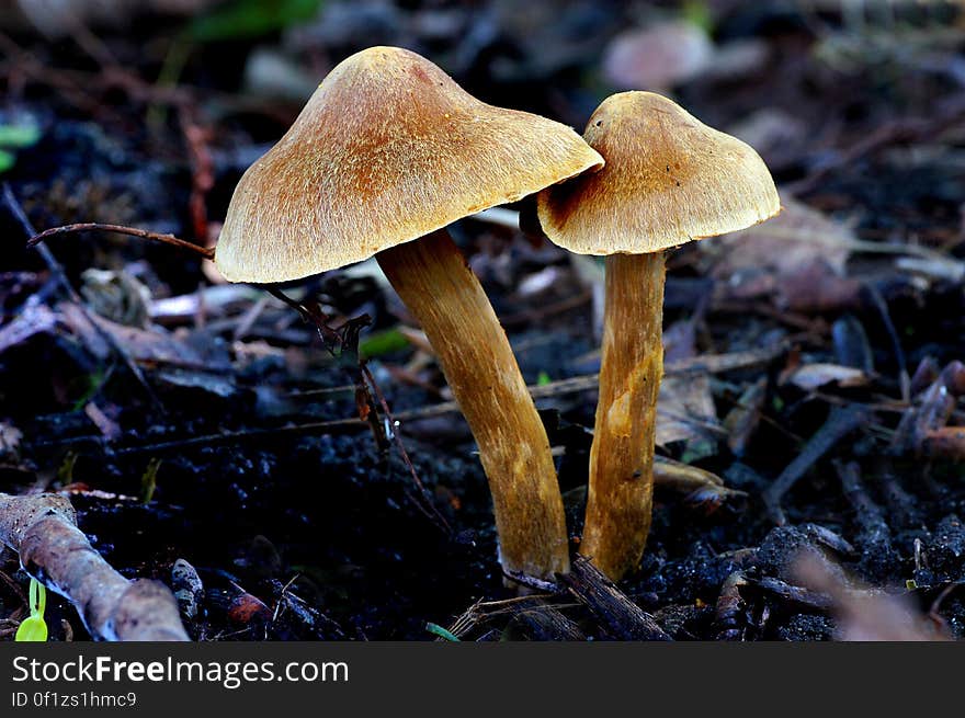 Cortinarius is one of the largest mushroom families, but due to the large amount of inedible and toxic species, most authors recommend not eating any Cortinarius. Cortinarius is one of the largest mushroom families, but due to the large amount of inedible and toxic species, most authors recommend not eating any Cortinarius.