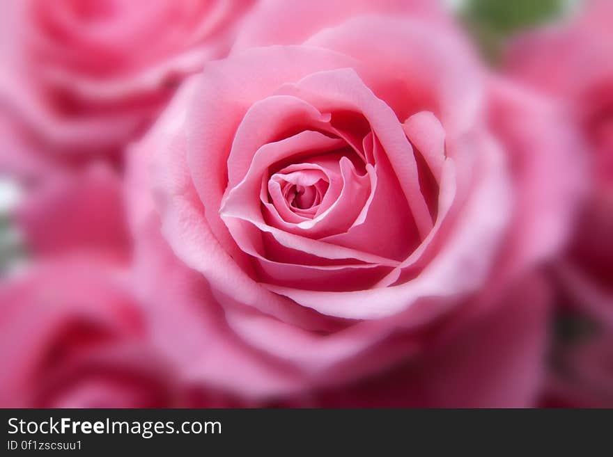 Pink Rose in Close Up View Image