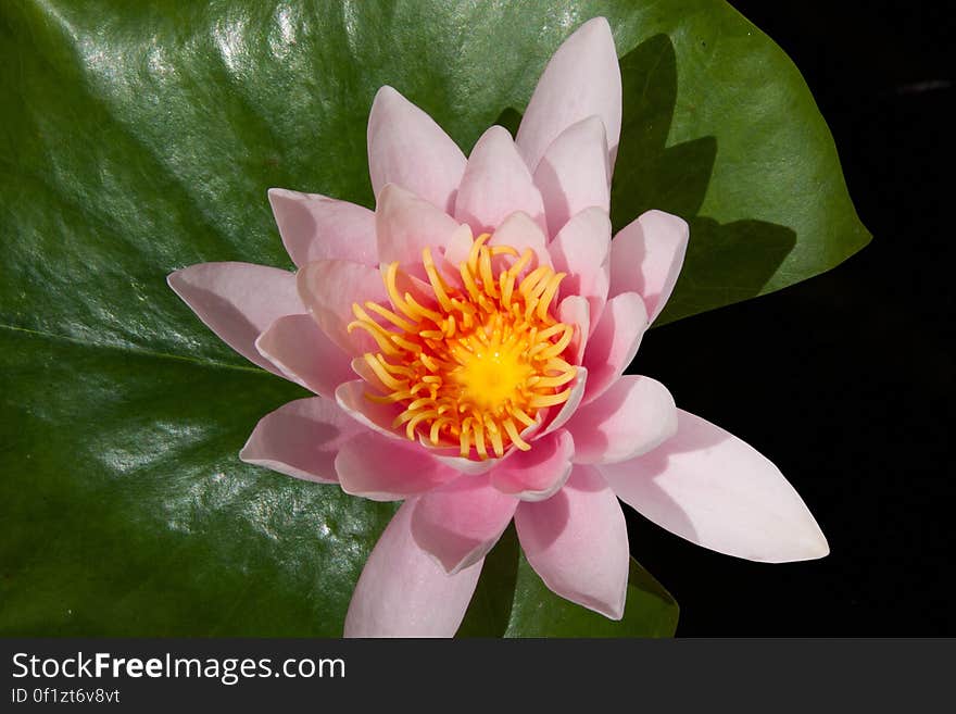 Pink Lotus Flower