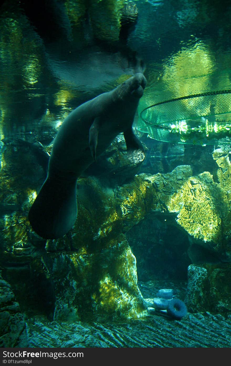 A manatee seen from underwater. A manatee seen from underwater.