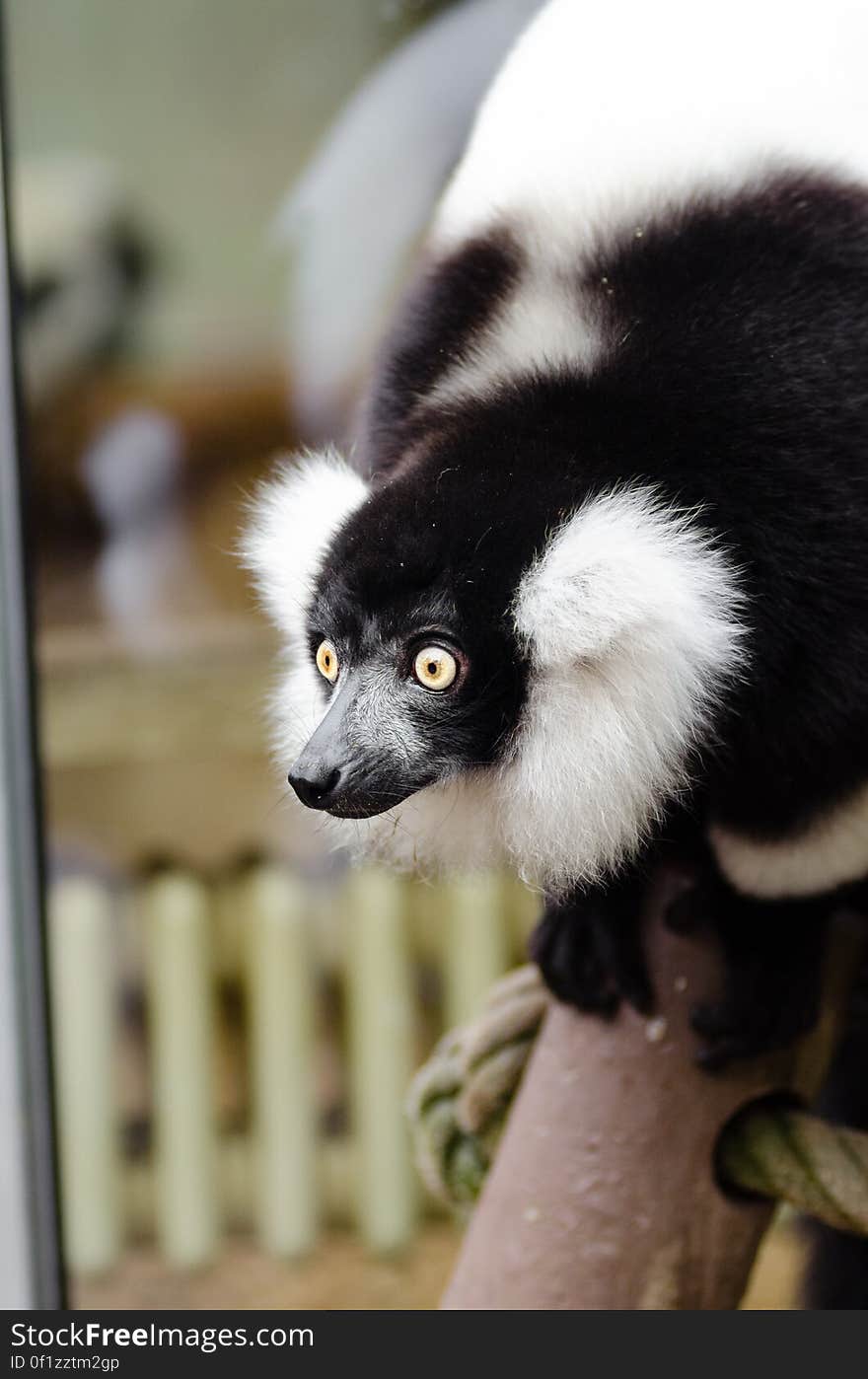 Black and white Ruffed Lemur