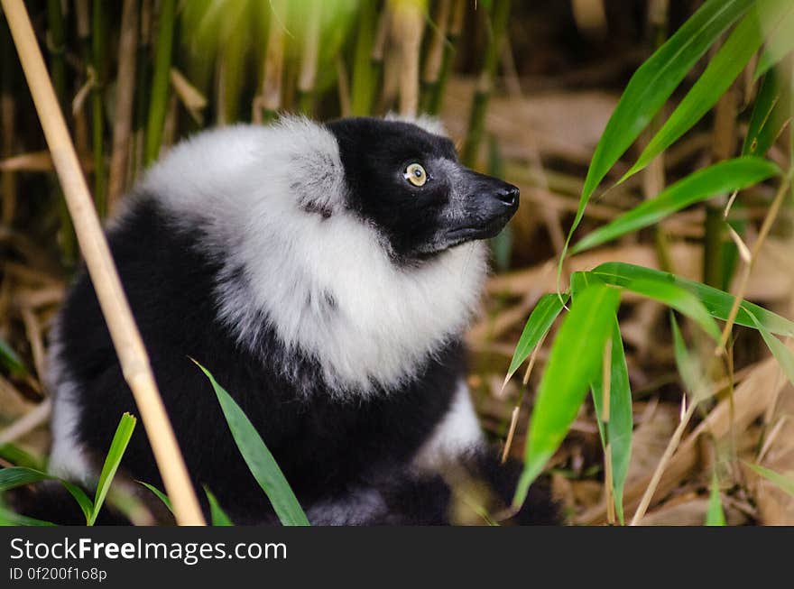 Black and white Ruffed Lemur