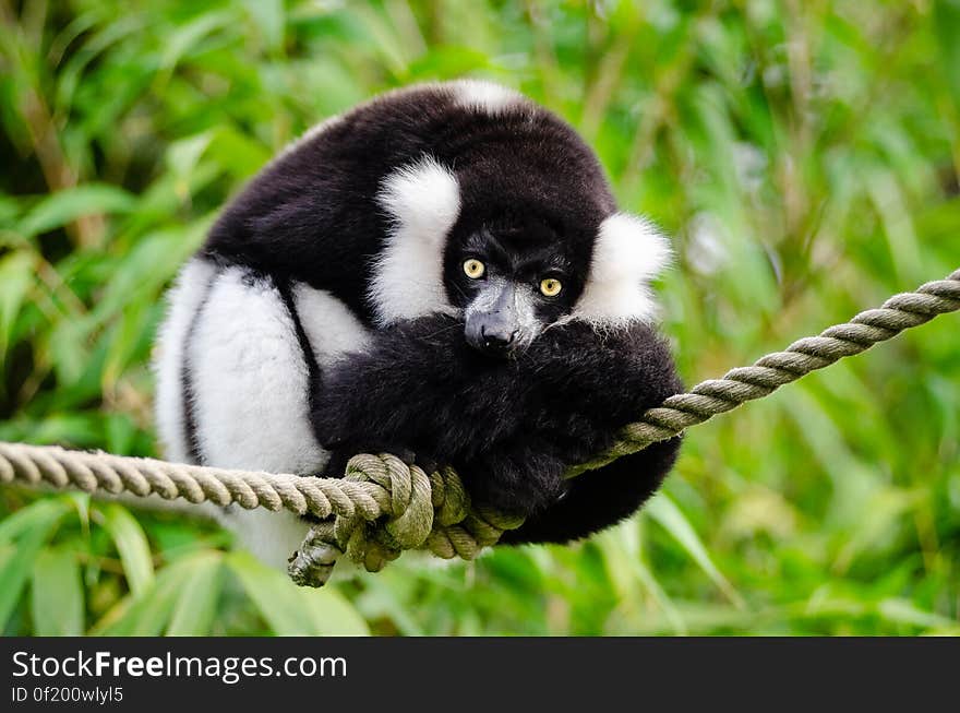 Black and white Ruffed Lemur