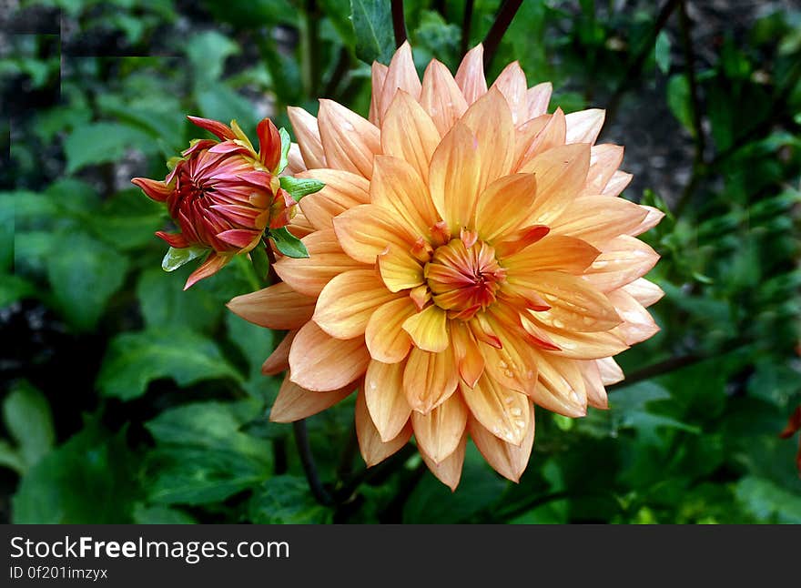 Dahlia plants are amazing, another example of horticultural magic. The dinner plate types can grow a full metre high in just a few months while producing blooms almost 30 cm across. Underground, the same thing is happening. Should you decide to dig up your dahlia tubers at the end of the season, you&#x27;ll be impressed with what&#x27;s been happing under the soil surface. Dahlia plants are amazing, another example of horticultural magic. The dinner plate types can grow a full metre high in just a few months while producing blooms almost 30 cm across. Underground, the same thing is happening. Should you decide to dig up your dahlia tubers at the end of the season, you&#x27;ll be impressed with what&#x27;s been happing under the soil surface.