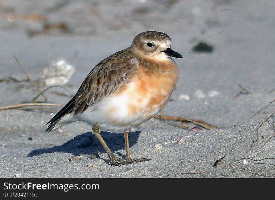 The New Zealand dotterel is a familiar bird of sandy east coast beaches in the northern North Island, but is sparsely distributed around much of the rest of the country. There are two widely separated subspecies: the northern New Zealand dotterel is more numerous, and breeds around the North Island; the southern New Zealand dotterel was formerly widespread in the South Island, and now breeds only on Stewart Island. Southern New Zealand dotterels are larger, heavier, and darker than northern New Zealand dotterels. The New Zealand dotterel is a familiar bird of sandy east coast beaches in the northern North Island, but is sparsely distributed around much of the rest of the country. There are two widely separated subspecies: the northern New Zealand dotterel is more numerous, and breeds around the North Island; the southern New Zealand dotterel was formerly widespread in the South Island, and now breeds only on Stewart Island. Southern New Zealand dotterels are larger, heavier, and darker than northern New Zealand dotterels.