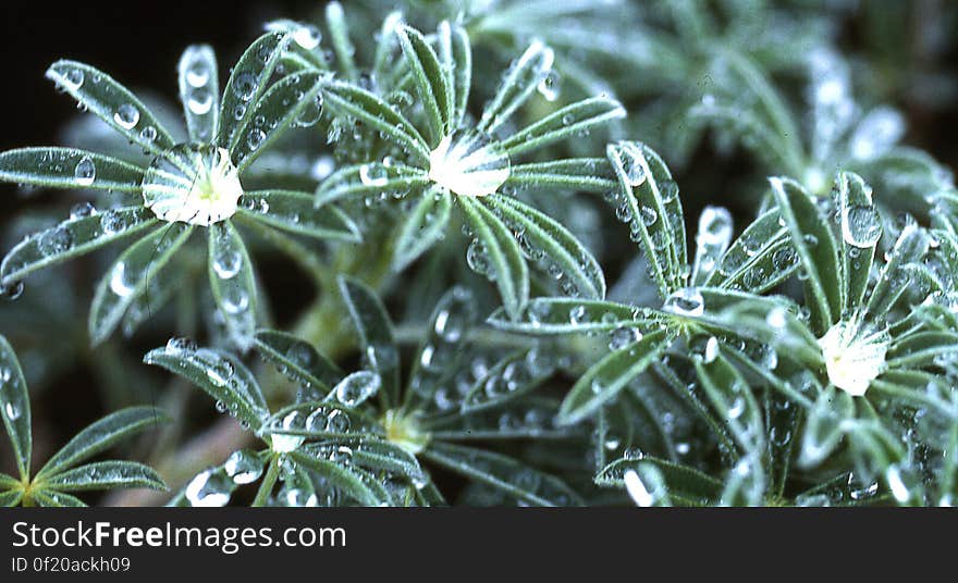 lupine leaves with water drops 1