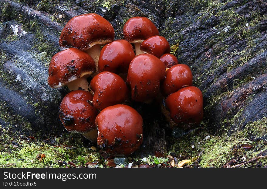 Kingdom: Fungi Division:Basidiomycota Class:Agaricomycetes Order:Cortinariales or Agaricales Family:Strophariaceae Genus:Hypholoma Species: H. sublateritium Binomial name Hypholoma sublateritium Common name: Brick woodtuft, These fungi are found on stumps and fallen logs. It can be seen as a cluster of red brown mushrooms growing from the soil but they will be growning on buried wood. The cap is from 20 - 70mm. Initially it is capped then becomes flatterned. Kingdom: Fungi Division:Basidiomycota Class:Agaricomycetes Order:Cortinariales or Agaricales Family:Strophariaceae Genus:Hypholoma Species: H. sublateritium Binomial name Hypholoma sublateritium Common name: Brick woodtuft, These fungi are found on stumps and fallen logs. It can be seen as a cluster of red brown mushrooms growing from the soil but they will be growning on buried wood. The cap is from 20 - 70mm. Initially it is capped then becomes flatterned.