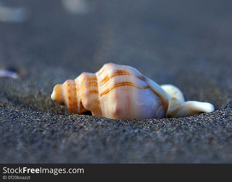 Whelks are snails, but you can easily conjure up an image of a whelk if you think of the term &#x27;sea shell.&#x27; There are over 50 species of whelks,. Whelks are snails, but you can easily conjure up an image of a whelk if you think of the term &#x27;sea shell.&#x27; There are over 50 species of whelks,