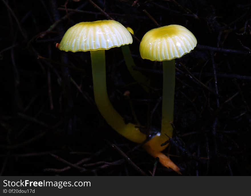 Yellow waxgill or Hygrocybecerinolutea. Found in the broadleaf - conifer forest of New Zealand. Yellow waxgill or Hygrocybecerinolutea. Found in the broadleaf - conifer forest of New Zealand