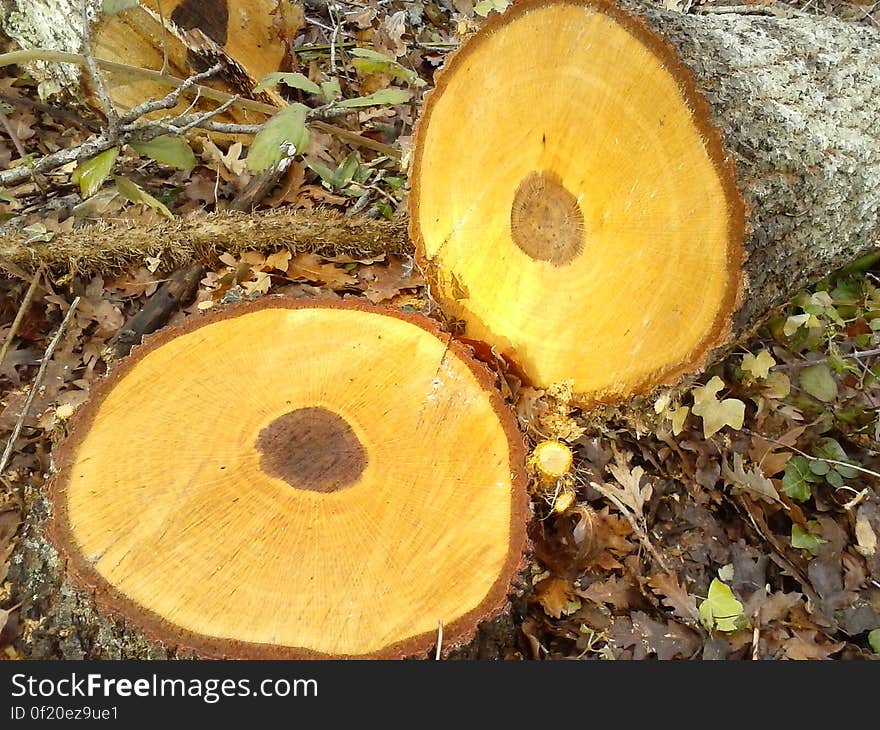 A cut tree with a stump.