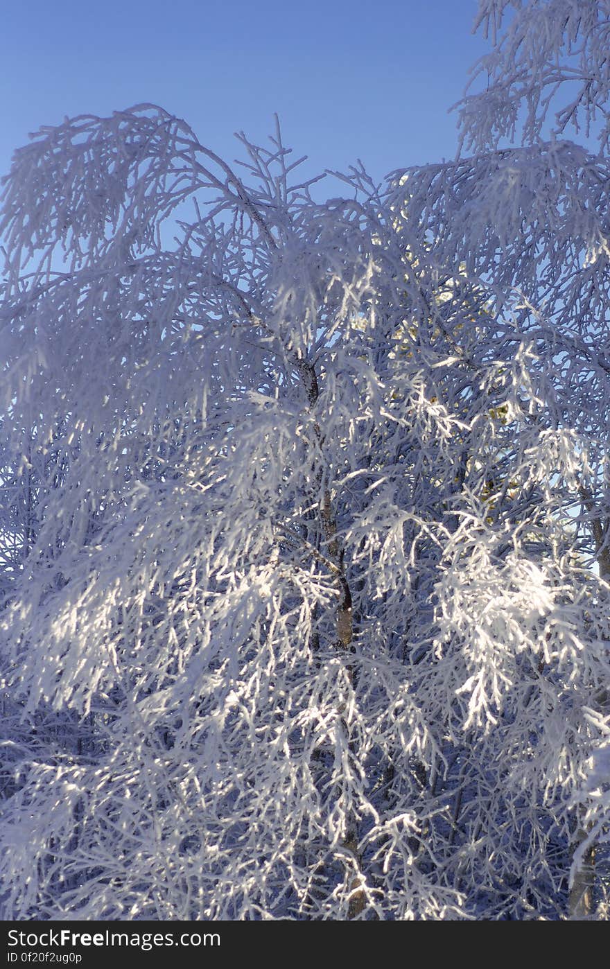 Plant, Sky, Water, Branch, Twig, Snow