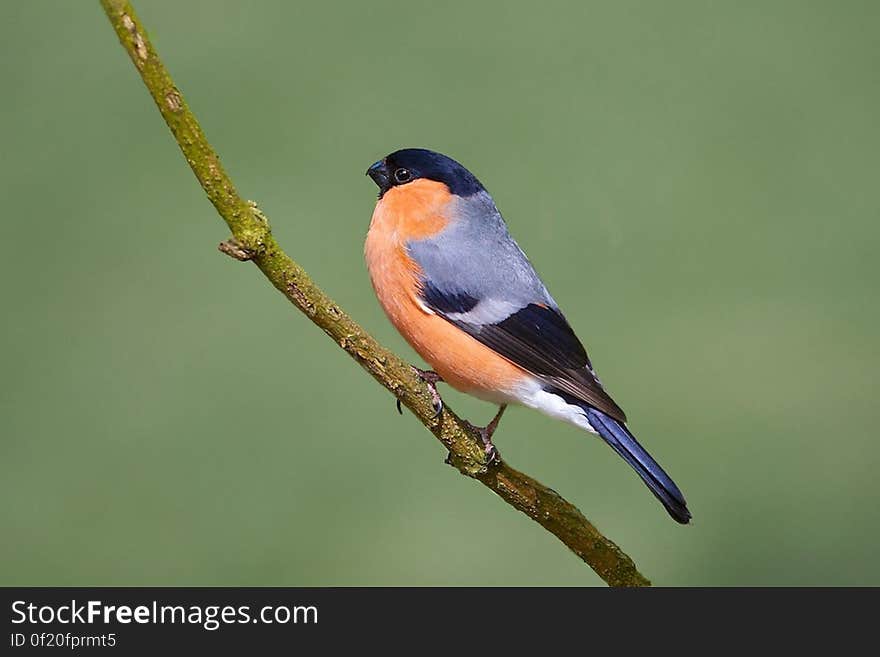 Bullfinch