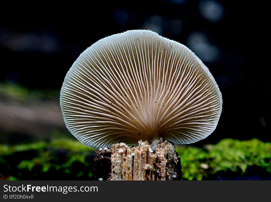 Crepidotus versutus, commonly known as the evasive agaric, is a species of fungi in the family Crepidotaceae. It is saprobic on wood, like other Crepidotus species, but it can also decompose herbaceous forest litter.