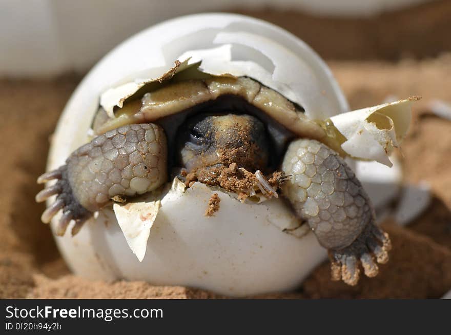 Baby Desert Tortoise — Here&#x27;s your &quot;awwwwwwww, so cute!&quot; moment for the day...nothing tops this one. Here we see a a desert tortoise &#x28;Gopherus agassizii&#x29; hatching from its egg, as photographed by one of our USGS scientists at the Western Ecological Research Center. USGS studies the life history and ecology of the desert tortoise, which is a federally listed threatened species only found in the Mojave Desert. Young tortoises are especially prone to predators like dogs and ravens, whose numbers can increase around areas of human activity and structures. Adult tortoises can be killed by car traffic, ingesting trash, and wildfires, and are affected by loss of habitat from urban and industrial development, cutting short their potential lifespan of 100 years. USGS research on desert tortoises are helping federal and state management agencies improve land use and conservation plans, and balance the recovery of this threatened species with other resource use priorities in the Mojave Desert landscape. Watch a video of a Desert Tortoise hatching at bit.ly/USGSTortoise. Photo Credit: K. Kristina Drake, USGS.