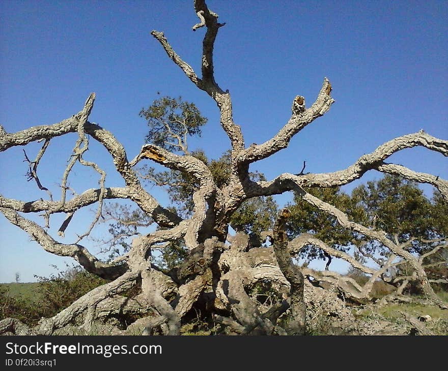 A dead tree with gnarled branches.