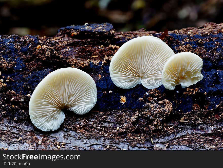 Crepidotus versutus, commonly known as the evasive agaric, is a species of fungi in the family Crepidotaceae. It is saprobic on wood, like other Crepidotus species, but it can also decompose herbaceous forest litter. The species is characterized by large, punctate, spores, and the white, hairy pileus.