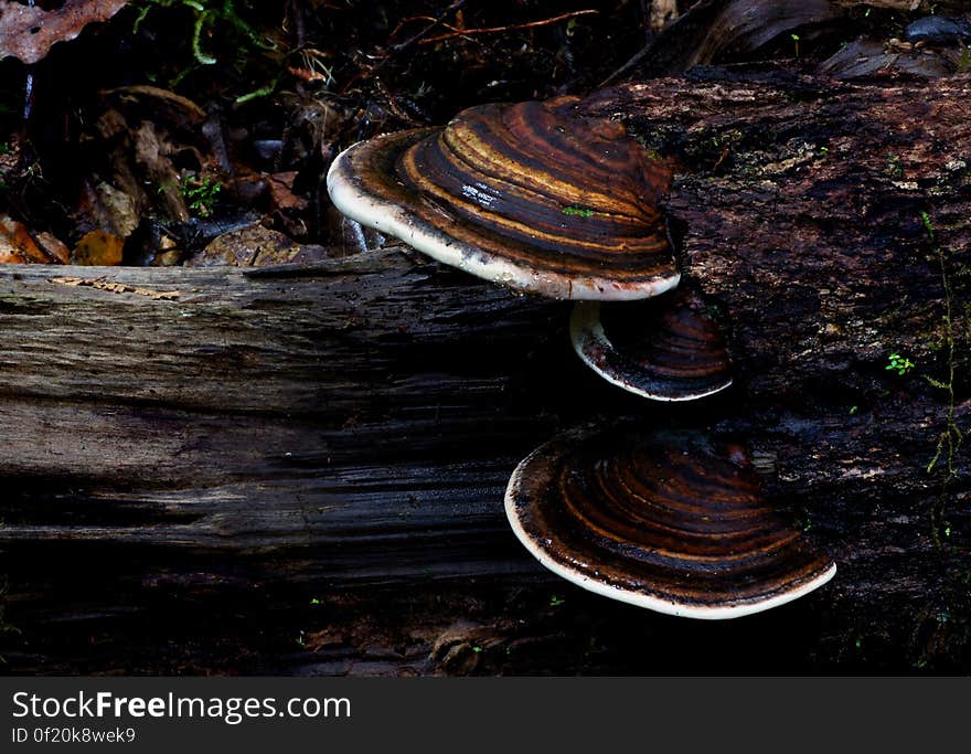 Bracket fungi, or shelf fungi, are among the many groups of fungi that comprise the phylum Basidiomycota. Characteristically, they produce shelf- or bracket-shaped fruiting bodies called conks that lie in a close planar grouping of separate or interconnected horizontal rows. Brackets can range from only a single row of a few caps, to dozens of rows of caps that can weigh several hundred pounds. They are mainly found on trees &#x28;living and dead&#x29; and coarse woody debris, and may resemble mushrooms. Some form annual fruiting bodies while others are perennial and grow larger year after year. Bracket fungi are typically tough and sturdy and produce their spores, called basidiospores, within the pores that typically make up the undersurface. Bracket fungi, or shelf fungi, are among the many groups of fungi that comprise the phylum Basidiomycota. Characteristically, they produce shelf- or bracket-shaped fruiting bodies called conks that lie in a close planar grouping of separate or interconnected horizontal rows. Brackets can range from only a single row of a few caps, to dozens of rows of caps that can weigh several hundred pounds. They are mainly found on trees &#x28;living and dead&#x29; and coarse woody debris, and may resemble mushrooms. Some form annual fruiting bodies while others are perennial and grow larger year after year. Bracket fungi are typically tough and sturdy and produce their spores, called basidiospores, within the pores that typically make up the undersurface.