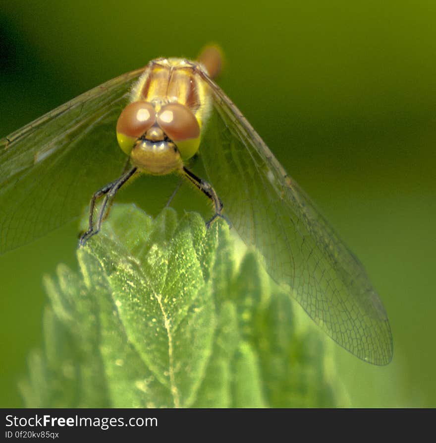 A dragonfly perching on a green leaf. A dragonfly perching on a green leaf.