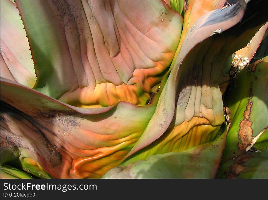 damaged agave leaf 2