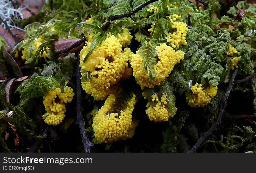 Physarum polycephalum, literally the &#x22;many-headed slime&#x22;, is a slime mold that inhabits shady, cool, moist areas, such as decaying leaves and logs. Like slime molds in general, it is sensitive to light; in particular, light can repel the slime mold and be a factor in triggering spore growth. Physarum polycephalum, literally the &#x22;many-headed slime&#x22;, is a slime mold that inhabits shady, cool, moist areas, such as decaying leaves and logs. Like slime molds in general, it is sensitive to light; in particular, light can repel the slime mold and be a factor in triggering spore growth.