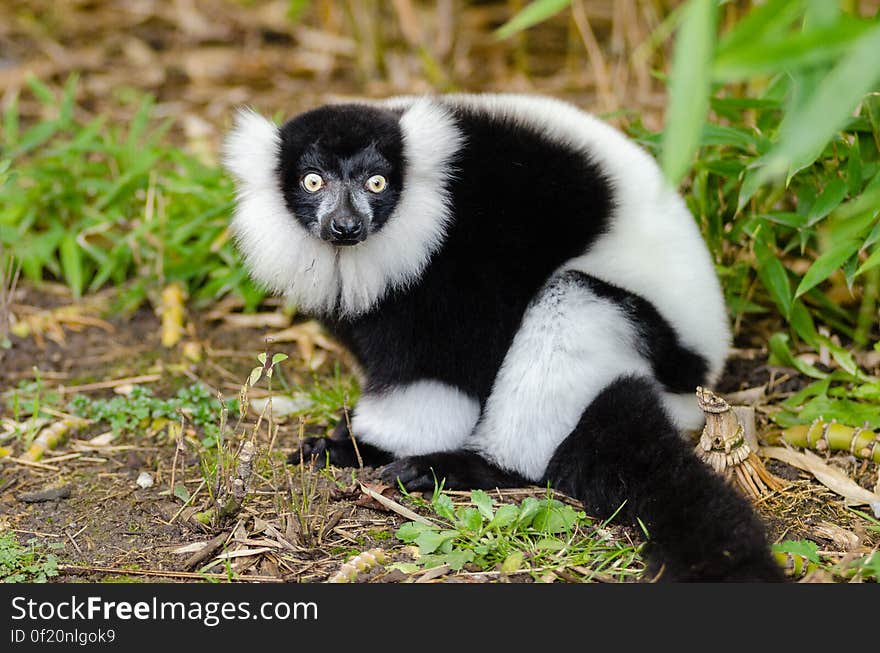 Black and white Ruffed Lemur