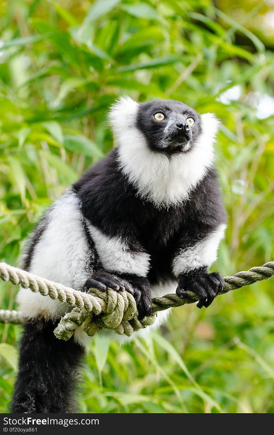 Black and white Ruffed Lemur