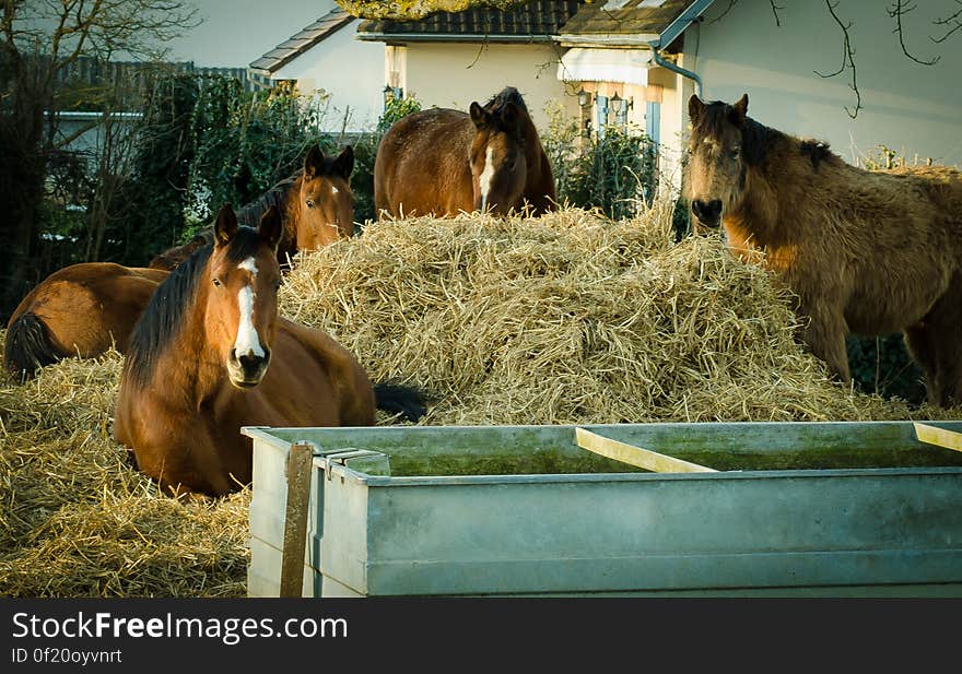 A group of horses resting and eating dried baled hay. A group of horses resting and eating dried baled hay.