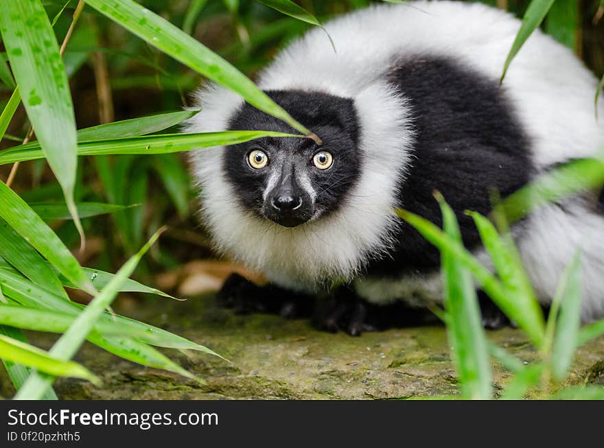 Black and white Ruffed Lemur