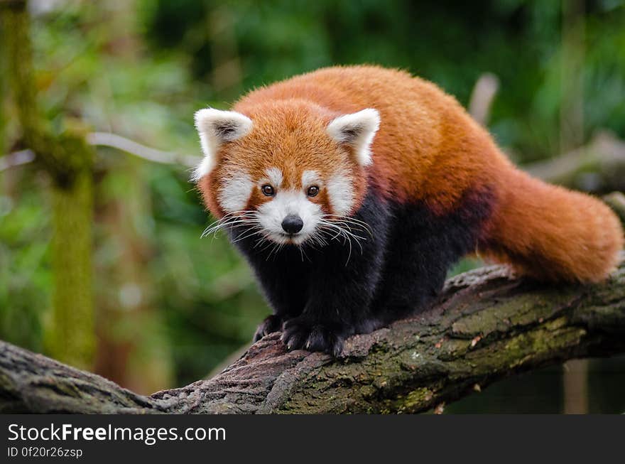 Red Panda