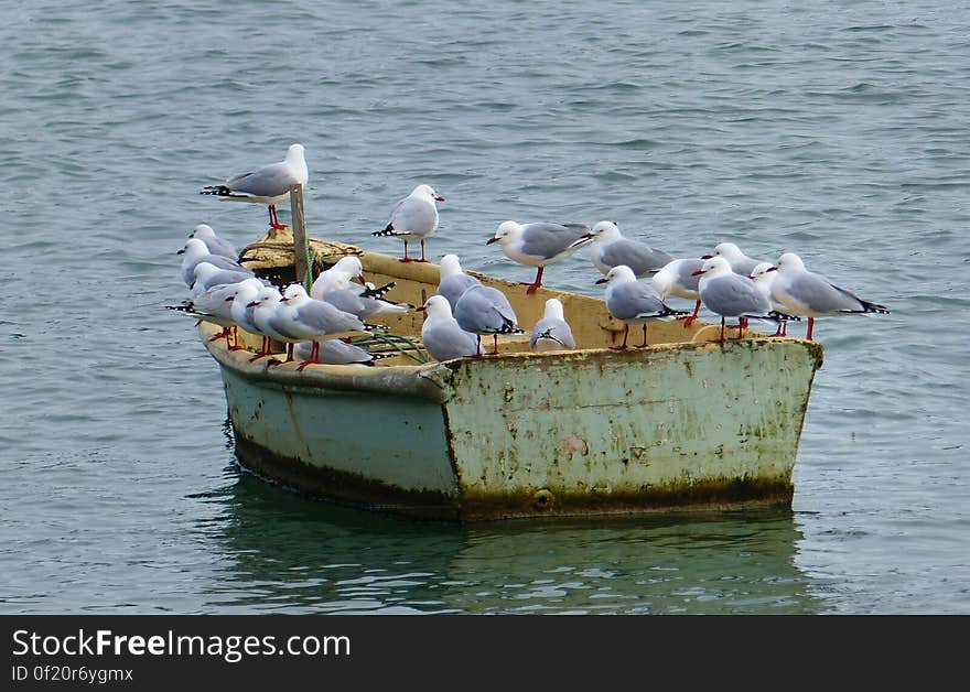 The red-billed gull, once also known as the mackerel gull, is a native of New Zealand, being found throughout the country and on outlying islands including the Chatham Islands and subantarctic islands. The red-billed gull, once also known as the mackerel gull, is a native of New Zealand, being found throughout the country and on outlying islands including the Chatham Islands and subantarctic islands.