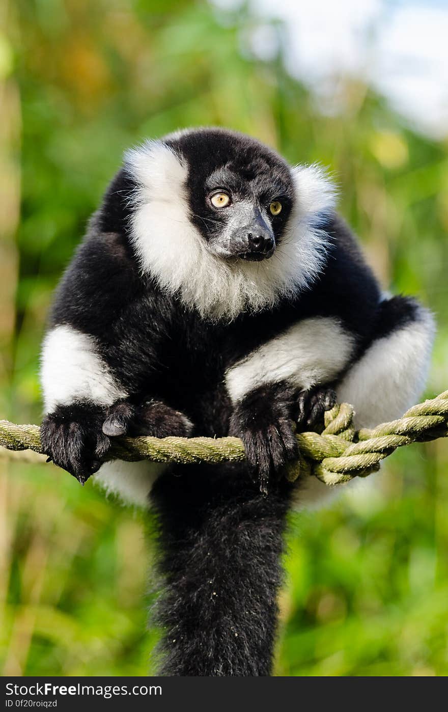 Black and white Ruffed Lemur