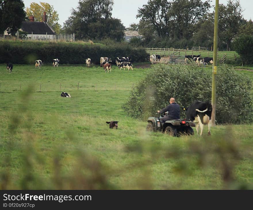 and his Quad Bike. Some days all the cows will rise up as one and walk to the milking parlour unaided. Other days they need some encouragement. This was an &#x22;other&#x22; day. Seen from the towpath of the Trent & Mersey Canal on 05/10/2016 Wheelock, Sandbach, Cheshire. and his Quad Bike. Some days all the cows will rise up as one and walk to the milking parlour unaided. Other days they need some encouragement. This was an &#x22;other&#x22; day. Seen from the towpath of the Trent & Mersey Canal on 05/10/2016 Wheelock, Sandbach, Cheshire.