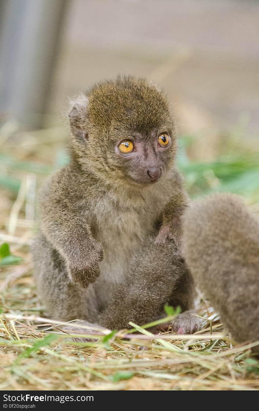 Greater bamboo lemur baby